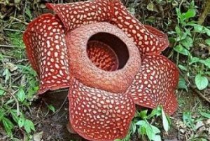 fakta rafflesia arnoldi