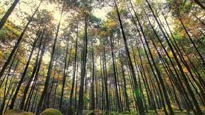 #wisata #alam 3sentul #bogor #liburan